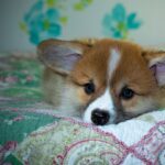 Reddybook Review: Features, Benefits, and Integration with 11xplay for Digital Publishing Success