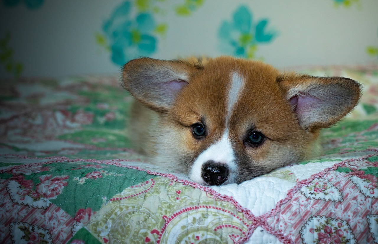 Reddybook Review: Features, Benefits, and Integration with 11xplay for Digital Publishing Success